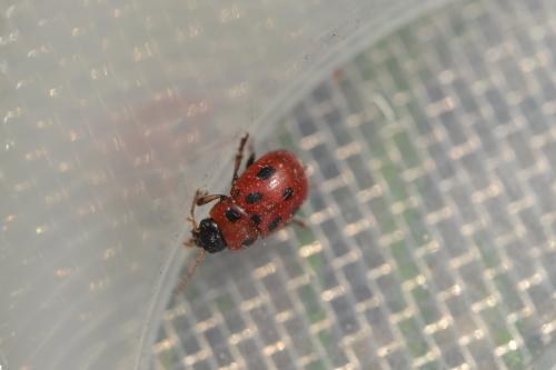 Gonioctena fornicata